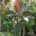 CHAMBEYRONIA MACROCARPA THE FLAME THROWER PALM NEW RED EMERGING LEAF
