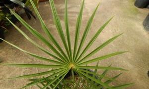 COCCOTHRINAX ARGENTEA MEDIUM SIZED FAN PALM