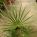 COCCOTHRINAX ARGENTEA MEDIUM SIZED FAN PALM