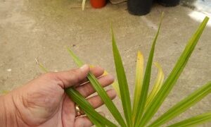 COCCOTHRINAX BARBADENSIS