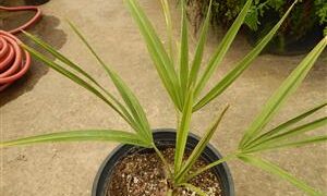 COPERNICIA PRUNIFERA THE CARNAUBA WAX PALM