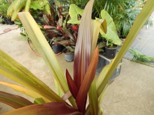 CRINUM AMABILE – PURPLE LEAF FORM LARGE CRINUM LILY – AKA “QUEEN EMMA LILY”