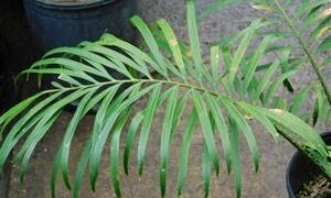 CYCAD HYBRID – CYCAS REVOLUTA X DEBAOENSIS INTERESTING AND FAIRLY COLD HARDY HYBRID