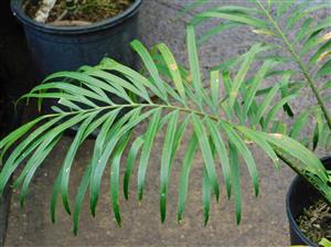 CYCAD HYBRID – CYCAS REVOLUTA X DEBAOENSIS INTERESTING AND FAIRLY COLD HARDY HYBRID