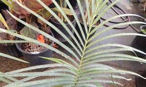 CYCAS GUIZHOUENSIS RARE SMALL TO MEDIUM SIZED CHINESE CYCAD