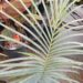 CYCAS GUIZHOUENSIS RARE SMALL TO MEDIUM SIZED CHINESE CYCAD
