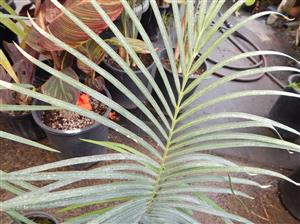 CYCAS GUIZHOUENSIS RARE SMALL TO MEDIUM SIZED CHINESE CYCAD