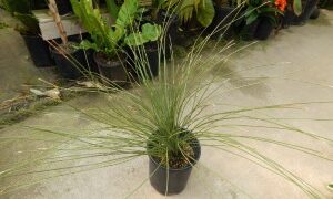 DASYLIRION LONGISSIMUM THE MEXICAN GRASS PLANT
