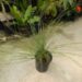 DASYLIRION LONGISSIMUM THE MEXICAN GRASS PLANT