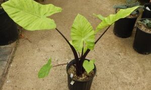 ALOCASIA BLACK STEM AKA DARK STAR VERY DARK STEMS AND LEAF VEINS