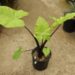ALOCASIA BLACK STEM AKA DARK STAR VERY DARK STEMS AND LEAF VEINS