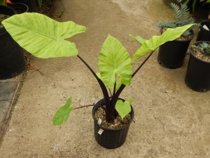 ALOCASIA BLACK STEM AKA DARK STAR VERY DARK STEMS AND LEAF VEINS
