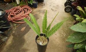 DIOON SPECIES “RIO VERDE”MEXICAN CYCAD WITH LONG LEAVES