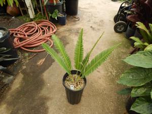 DIOON SPECIES “RIO VERDE”MEXICAN CYCAD WITH LONG LEAVES