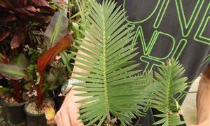 DIOON MEROLAE SLOW GROWING SMALL TO MEDIUM SIZED CYCAD