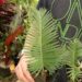 DIOON MEROLAE SLOW GROWING SMALL TO MEDIUM SIZED CYCAD