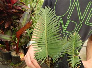 DIOON MEROLAE SLOW GROWING SMALL TO MEDIUM SIZED CYCAD