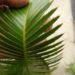 DIOON MEROLAE SLOW GROWING SMALL TO MEDIUM SIZED CYCAD