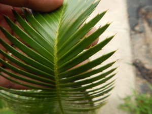 DIOON MEROLAE SLOW GROWING SMALL TO MEDIUM SIZED CYCAD