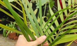 DYPSIS ARENARUM THE SAND PALM