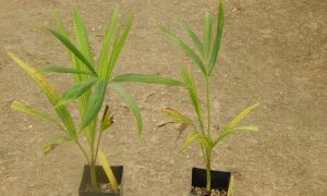 DYPSIS ARENARUM THE SAND PALM