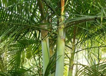 DYPSIS BARONII IDEAL RARE SUCKERING MADAGASCAR PALM