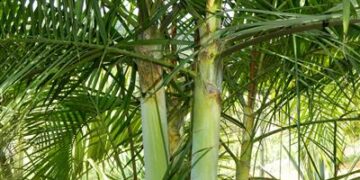 DYPSIS BARONII IDEAL RARE SUCKERING MADAGASCAR PALM