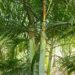 DYPSIS BARONII IDEAL RARE SUCKERING MADAGASCAR PALM