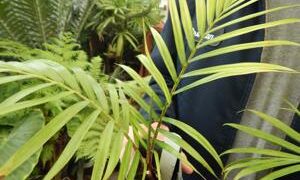 DYPSIS LASTELLIANA THE RED NECK PALM