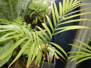 DYPSIS LASTELLIANA THE RED NECK PALM