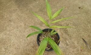 DYPSIS “MAHAJANGA” SINGLE TRUNK OR SUCKERING