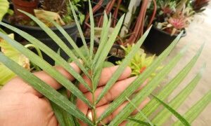 DYPSIS ONILAHENSIS HYBRID COULD END UP BEING SINGLE TRUNK OR A SUCKERING PALM