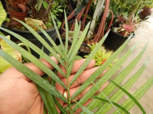 DYPSIS ONILAHENSIS HYBRID COULD END UP BEING SINGLE TRUNK OR A SUCKERING PALM