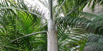 DYPSIS PLUMOSA THIN TRUNK PALM FROM MADAGASCAR