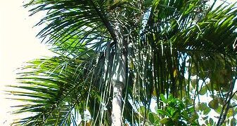 DYPSIS SAINTELUCEI SINGLE TRUNK – WHITE CROWN SHAFT NATIVE TO MADAGASCAR