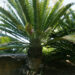 ENCEPHALARTOS NATALENSIS MEDIUM SIZED GREEN SOUTH AFRICAN CYCAD