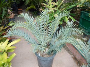 NEW ARRIVALS TO NURSERY JUST ARRIVED FROM PRIVATE COLLECTION ASSORTED BLUE ENCEPHALARTOS