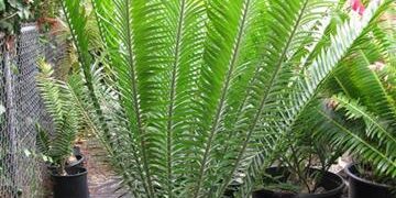 ENCEPHALARTOS AEMULANS GREEN, RARE CYCAD FROM SOUTH AFRICA