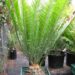 ENCEPHALARTOS AEMULANS GREEN, RARE CYCAD FROM SOUTH AFRICA
