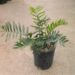 ENCEPHALARTOS ARENARIUS – BLUE VARIETY RARE SOUTH AFRICAN CYCAD
