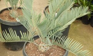 ENCEPHALARTOS EUGENE-MARAISII EXTREMELY ATTRACTIVE BLUE TRANSVAAL CYCAD