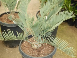 ENCEPHALARTOS EUGENE-MARAISII EXTREMELY ATTRACTIVE BLUE TRANSVAAL CYCAD