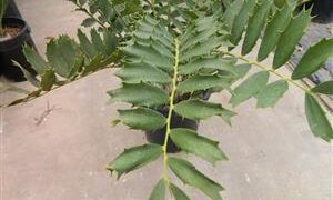 ENCEPHALARTOS FEROX EXOTIC GREEN MEDIUM SIZED SOUTH AFRICAN CYCAD