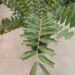 ENCEPHALARTOS FEROX EXOTIC GREEN MEDIUM SIZED SOUTH AFRICAN CYCAD