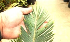 ENCEPHALARTOS FRIDERICI-GUILIELMI VERY RARE SOUTH AFRICAN BLUE CYCAD