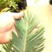 ENCEPHALARTOS FRIDERICI-GUILIELMI VERY RARE SOUTH AFRICAN BLUE CYCAD