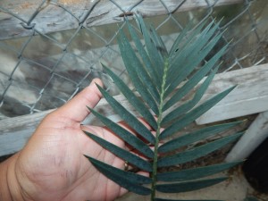 ENCEPHALARTOS LEHMANNII RARE BLUE SOUTH AFRICAN CYCAD FOR FULL COASTAL SUN