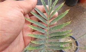 ENCEPHALARTOS MUCHII BLUE TO BLUE-GREEN CYCAD