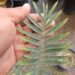 ENCEPHALARTOS MUCHII BLUE TO BLUE-GREEN CYCAD