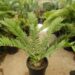 ENCEPHALARTOS NATALENSIS MEDIUM SIZED GREEN CYCAD 